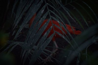 Close-up of fire in the dark