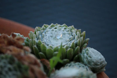 Close-up of water drop on sea