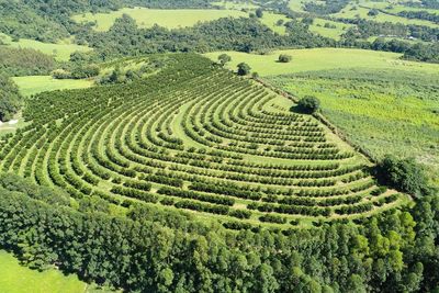 Panoramic view of agriculture field. rural and countryside scene. great landscape.