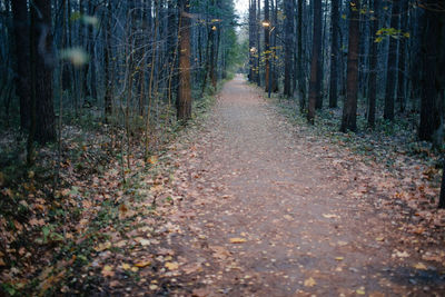Footpath amidst trees in forest during autumn