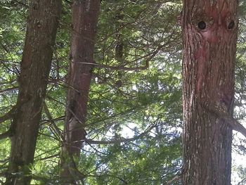 Low angle view of trees in forest