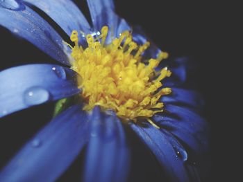 Close-up of fresh yellow flower blooming in water