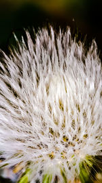 Close-up of white dandelion