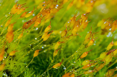 Close-up of wet moss during rainy season