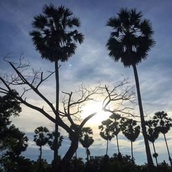 Low angle view of silhouette palm trees against sky