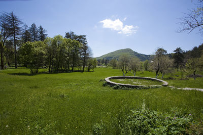 Scenic view of grassy field against sky