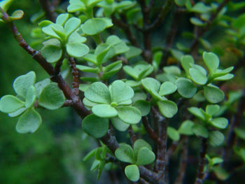 Close-up of green leaves