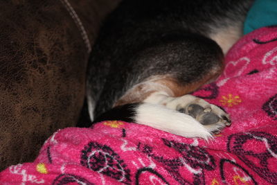 Dog sleeping on bed