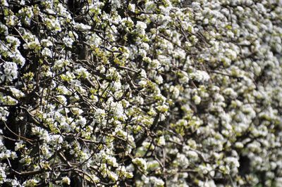 Close-up of white flowering plant