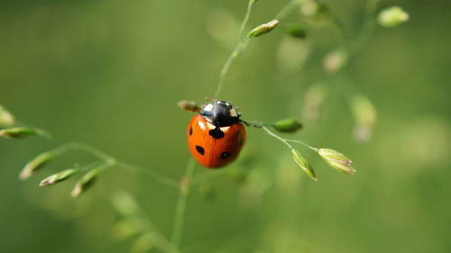 Close-up of ladybug on plant