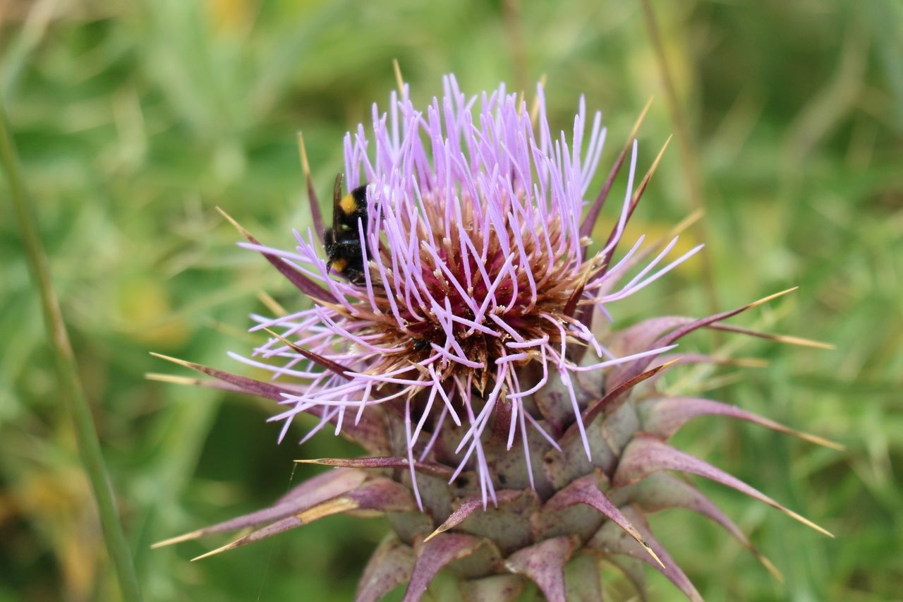 plant, flower, flowering plant, beauty in nature, fragility, vulnerability, growth, freshness, close-up, nature, thistle, flower head, inflorescence, petal, day, focus on foreground, no people, one animal, animals in the wild, animal, purple, pollination