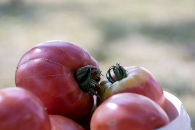 Close-up of tomatoes