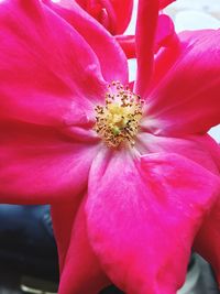 Close-up of pink flower blooming outdoors