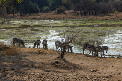 View of two drinking water in lake