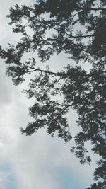 Low angle view of tree against sky