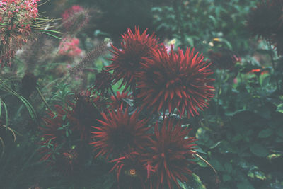 Close-up of red flowers against trees