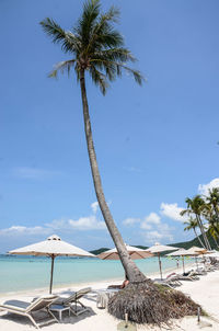 Coconut palm trees on beach against blue sky