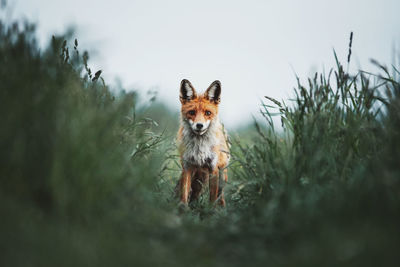 Red fox wallpaper. red fox in the green grass looking at the camera in the wilderness