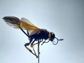 Close-up of insect perching on white background