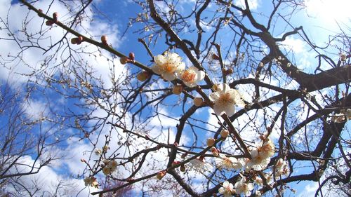 Low angle view of bare tree against blue sky