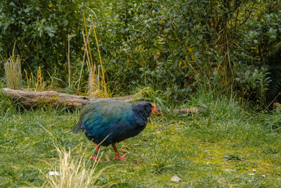 Bird perching on grass
