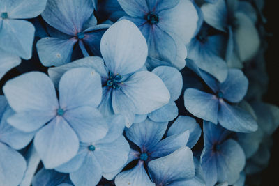 Full frame shot of hydrangea flowers