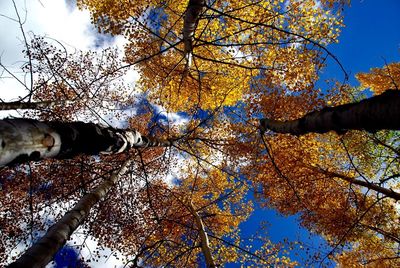 Low angle view of trees against sky