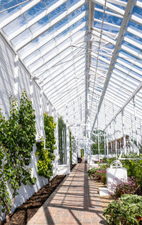 Potted plants in greenhouse