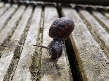 Close-up of snail on wood