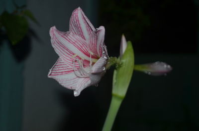 Close-up of pink rose flower