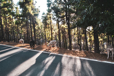 View of people walking on road along trees