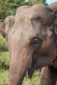 Close-up of elephant