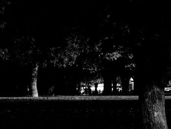 Trees in park at night