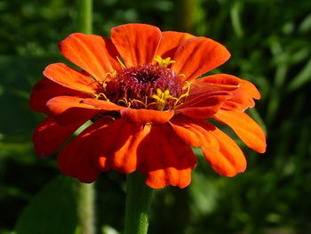 Close-up of orange flower
