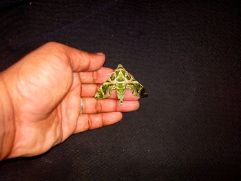 Close-up of hand holding small plant