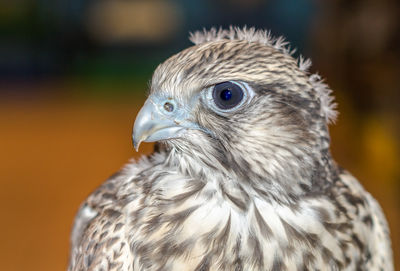 Close-up of bird