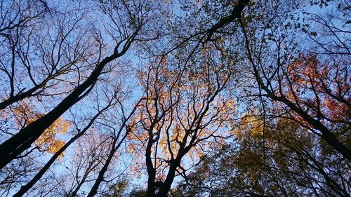 Low angle view of bare trees against sky