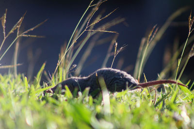 Close-up of lizard on grass