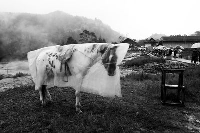 View of horse in pasture