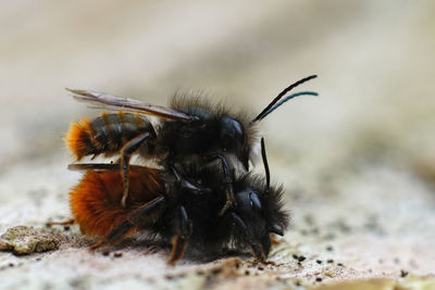 Natural closeup on a male and female copulation of the european orchard mason bee , osmia cornuta