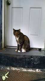 Cat sitting on door