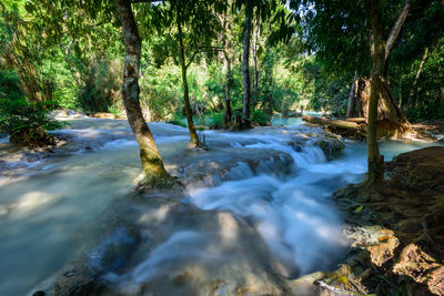 Scenic view of stream flowing in forest