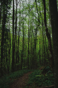 Trees growing in forest