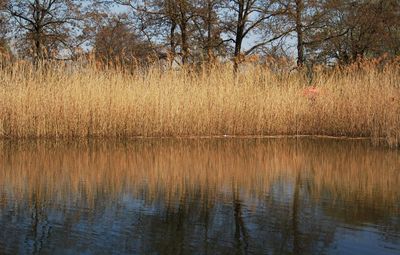 Scenic view of lake in forest against sky