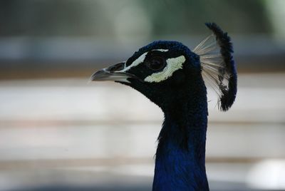 Close-up of peacock
