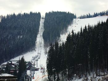 Trees in forest against sky during winter