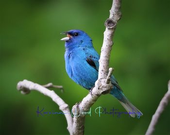 Close-up of bird perching on branch