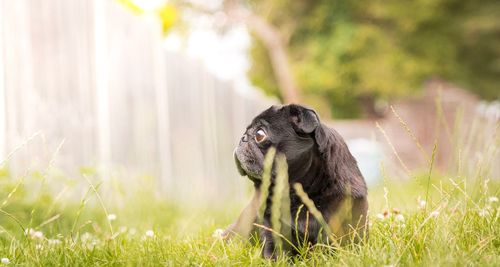 Monkey sitting on field