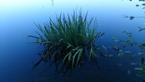 Plants growing in water