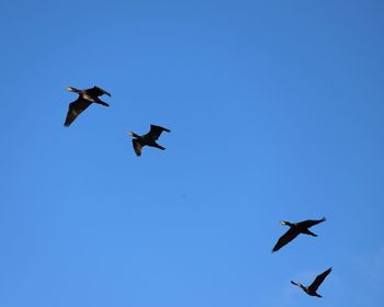 Low angle view of birds flying in sky